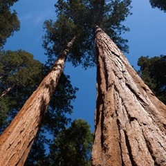 Sequoia - Durability